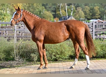 Belgian Sport Horse, Unknown, Embryo