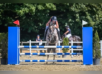 Belgian Sport Horse, Gelding, 10 years, 14,2 hh, Grey-Blue-Tan