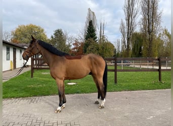 Belgian Sport Horse, Gelding, 10 years, 16,2 hh, Brown