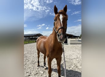 Belgian Sport Horse, Gelding, 10 years, 17 hh, Chestnut-Red