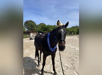 Belgian Sport Horse, Gelding, 10 years, 17 hh, Smoky-Black