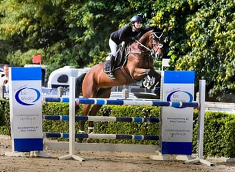 Belgian Sport Horse, Gelding, 10 years, Brown
