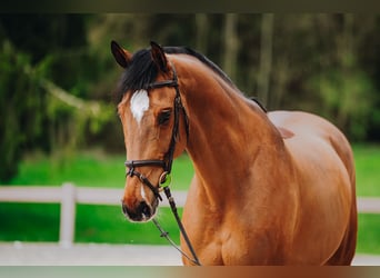 Belgian Sport Horse, Gelding, 11 years, 16.3 hh, Brown
