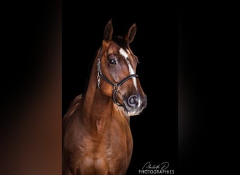 Belgian Sport Horse, Gelding, 11 years, 16 hh, Brown
