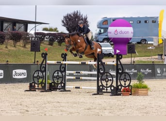 Belgian Sport Horse, Gelding, 11 years, 17 hh, Brown