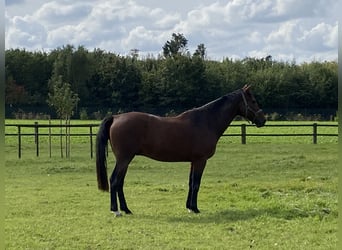 Belgian Sport Horse, Gelding, 12 years, 16,1 hh, Brown