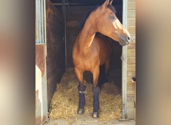 Belgian Sport Horse, Gelding, 12 years, 16,2 hh, Bay-Dark