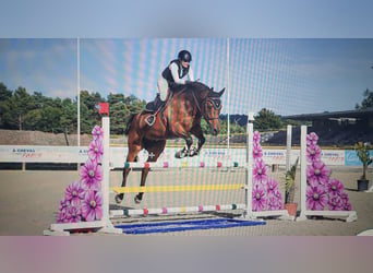 Belgian Sport Horse, Gelding, 12 years, 16,2 hh, Bay-Dark