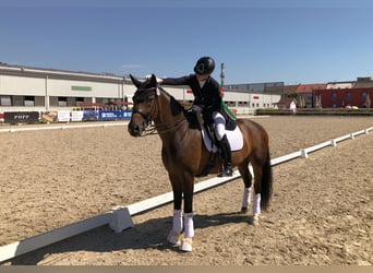 Belgian Sport Horse, Gelding, 12 years, 16.2 hh, Brown