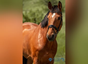 Belgian Sport Horse, Gelding, 12 years, 16,2 hh, Brown