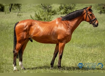 Belgian Sport Horse, Gelding, 12 years, 16,2 hh, Brown