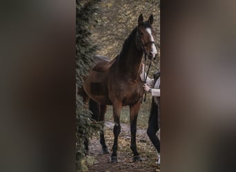 Belgian Sport Horse, Gelding, 12 years, 16,3 hh, Brown