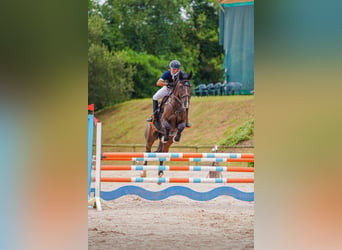 Belgian Sport Horse, Gelding, 12 years, 17 hh, Dun