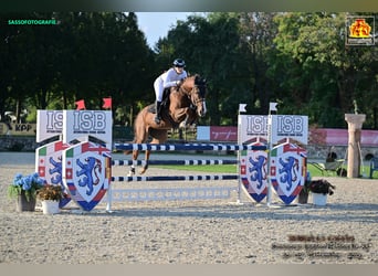 Belgian Sport Horse, Gelding, 12 years, Chestnut-Red