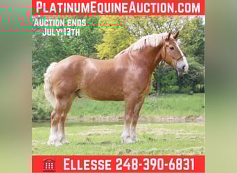 Belgian Sport Horse, Gelding, 12 years, Sorrel