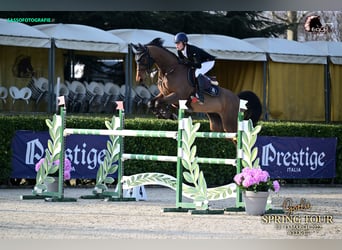 Belgian Sport Horse, Gelding, 13 years, 16.2 hh, Brown