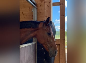 Belgian Sport Horse, Gelding, 13 years, 16.2 hh, Brown