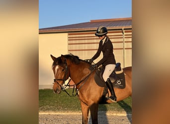 Belgian Sport Horse, Gelding, 13 years, 16,3 hh, Brown-Light