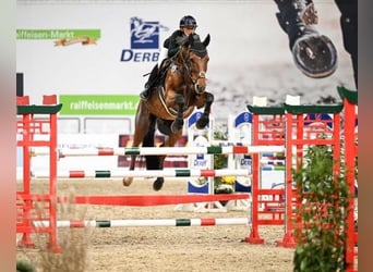 Belgian Sport Horse, Gelding, 13 years, 16,2 hh, Brown