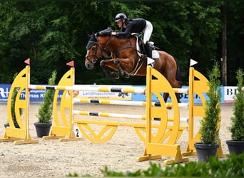 Belgian Sport Horse, Gelding, 14 years, 16,2 hh, Brown