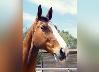 Belgian Sport Horse, Gelding, 14 years, 16,3 hh, Brown