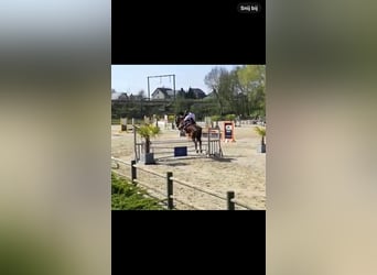 Belgian Sport Horse, Gelding, 15 years, 17 hh, Bay-Dark