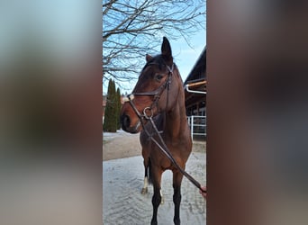 Belgian Sport Horse, Gelding, 15 years, 17 hh, Brown