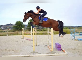 Belgian Sport Horse, Gelding, 16 years, 16.1 hh, Brown