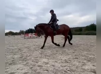 Belgian Sport Horse, Gelding, 17 years, 16,1 hh, Bay-Dark