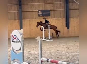Belgian Sport Horse, Gelding, 17 years, 16,1 hh, Bay-Dark