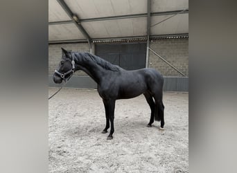 Belgian Sport Horse, Gelding, 3 years, 15.2 hh, Black