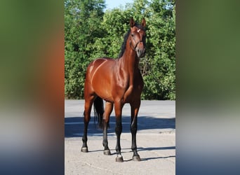 Belgian Sport Horse, Gelding, 3 years, 16.1 hh, Brown
