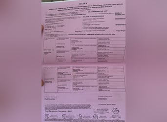 Belgian Sport Horse, Gelding, 3 years, 16.1 hh, Brown