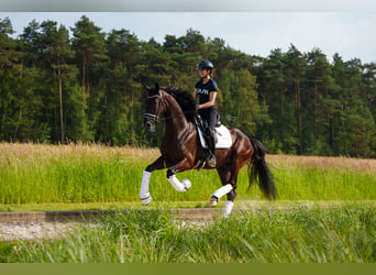 Belgian Sport Horse, Gelding, 3 years, 16,2 hh, Black