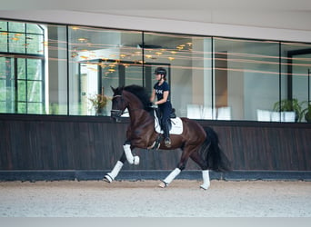 Belgian Sport Horse, Gelding, 3 years, 16,2 hh, Black