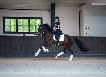 Belgian Sport Horse, Gelding, 3 years, 16,2 hh, Black