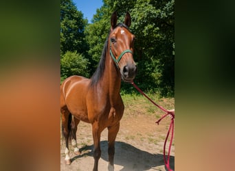 Belgian Sport Horse, Gelding, 3 years, 16 hh, Bay
