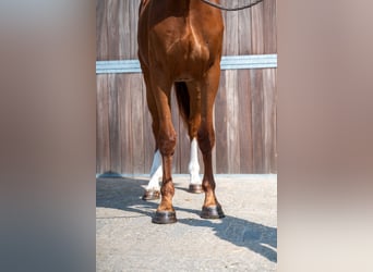 Belgian Sport Horse, Gelding, 3 years, 17 hh, Chestnut-Red