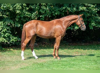 Belgian Sport Horse, Gelding, 3 years, 17 hh, Chestnut-Red