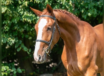 Belgian Sport Horse, Gelding, 3 years, 17 hh, Chestnut-Red