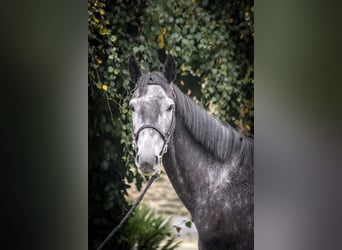 Belgian Sport Horse, Gelding, 4 years, 16,2 hh, Gray-Dark-Tan