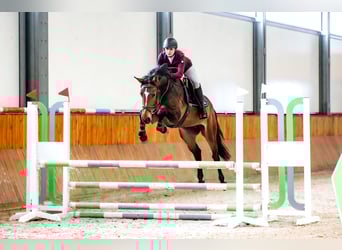 Belgian Sport Horse, Gelding, 4 years, 16 hh, Bay
