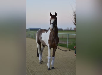 Belgian Sport Horse, Gelding, 4 years, 16 hh, Pinto