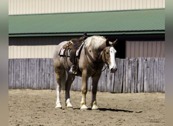 Belgian Sport Horse Mix, Gelding, 4 years, 16,2 hh, Roan-Red