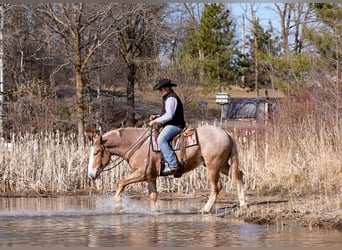 Belgian Sport Horse Mix, Gelding, 4 years, 16,2 hh, Roan-Red
