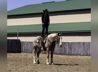 Belgian Sport Horse Mix, Gelding, 4 years, 16,2 hh, Roan-Red