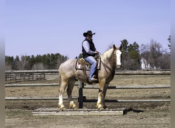 Belgian Sport Horse Mix, Gelding, 4 years, 16,2 hh, Roan-Red
