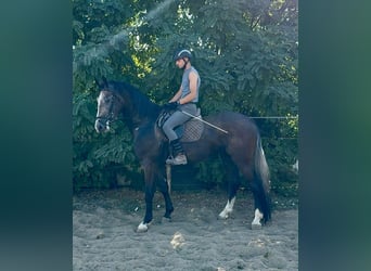 Belgian Sport Horse, Gelding, 4 years, 17 hh, Dun