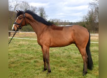 Belgian Sport Horse, Gelding, 5 years, 16,1 hh, Brown