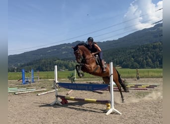 Belgian Sport Horse, Gelding, 5 years, 16.2 hh, Brown